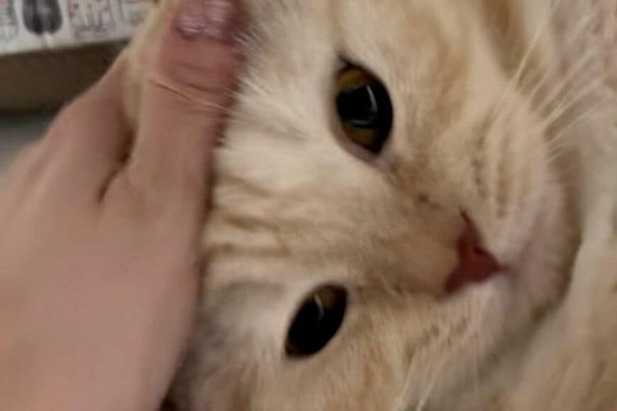 【何とも言えない顔】可愛い猫が毛繕い中…　「意外な顔の変化」に思わず笑ってしまう