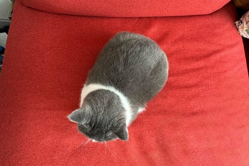 起床直後「猫の様子」に思わず二度見 正面から見た姿に「きれいですね」「寒いのかな?」