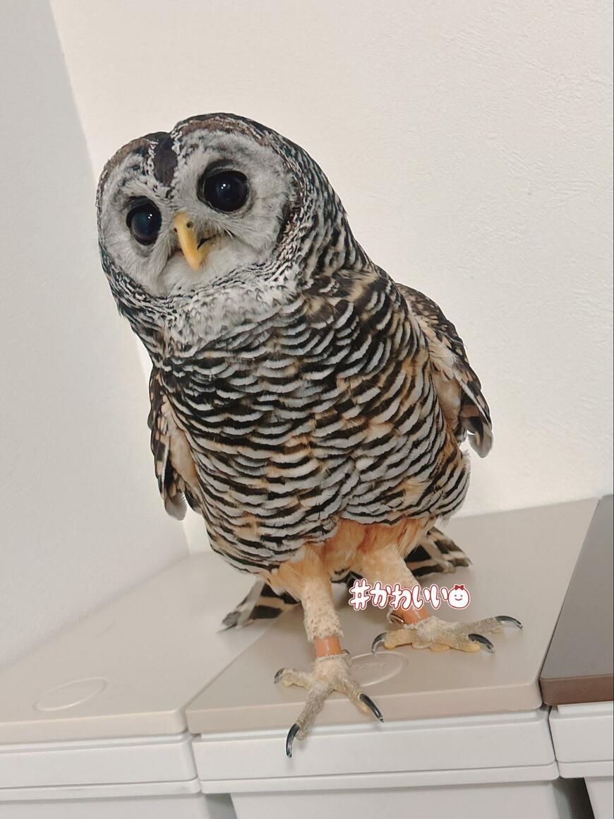 出所：@kanata_akas