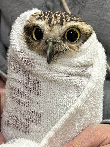 出所：@chimaki_anahori