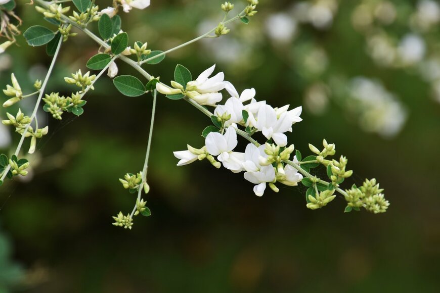 tamu1500/shutterstock.com