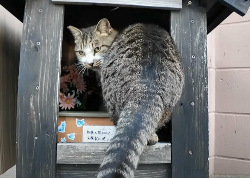 まるで「猫地蔵」！？お寺で出会ったご利益ありそうな猫ちゃんの「ニッコリ笑顔」に癒される人が続出