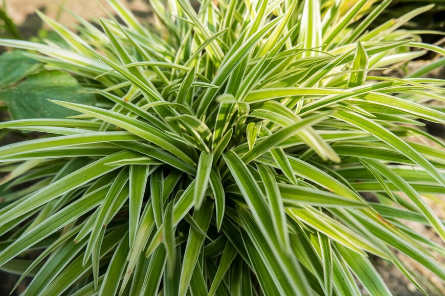 rmuhk/shutterstock.com