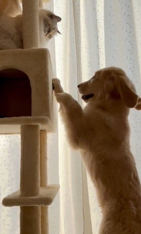 出所：@pu_channeldesu