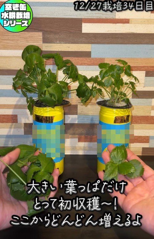 出所：@mikanbo_ya19_87