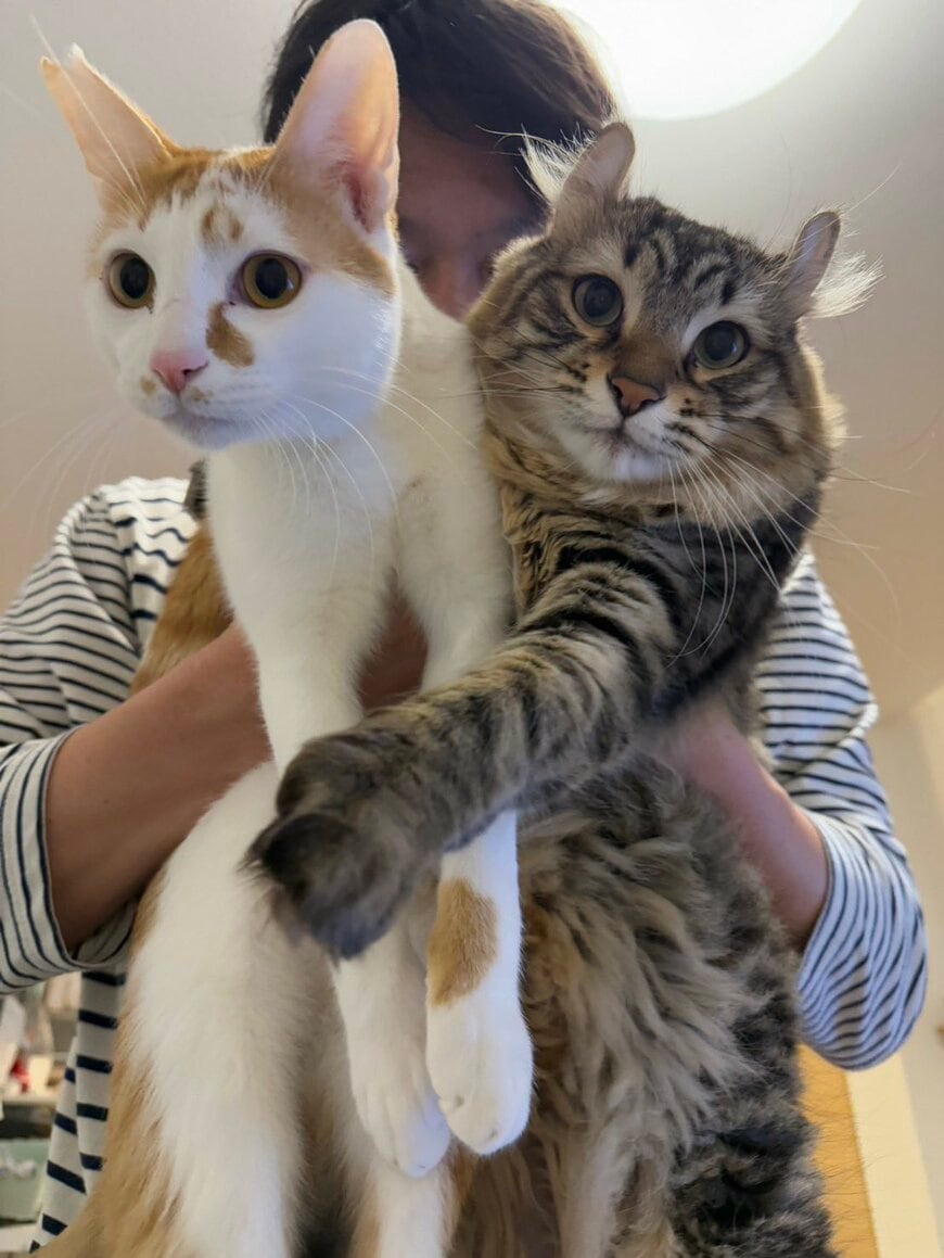 出所：@tomiyama_1012