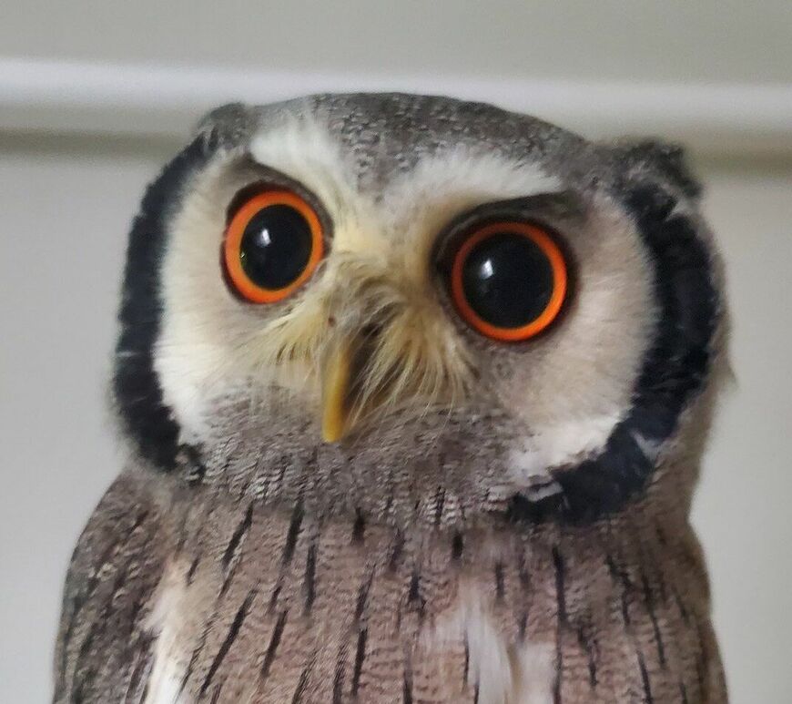 出所：@joker1999jr