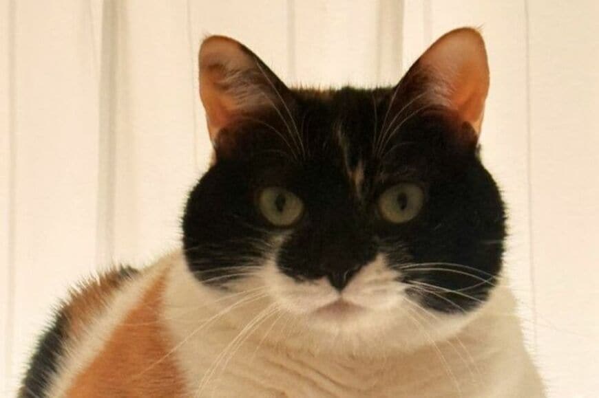 「説明してもらおうか」飼い主の浮気に敏感な猫　「圧を感じる表情」に思わずギョッとしてしまう