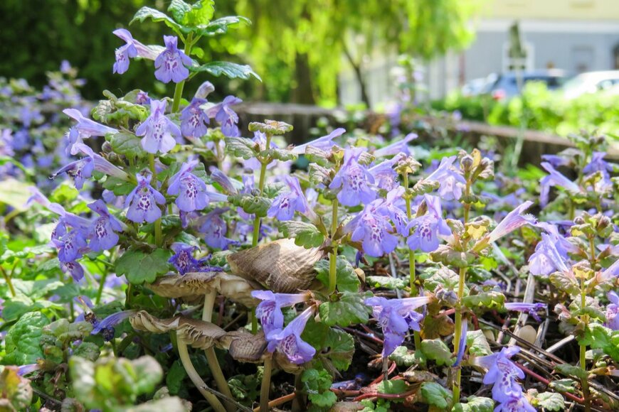 グレコマ（Helga Fluey/shutterstock.com）