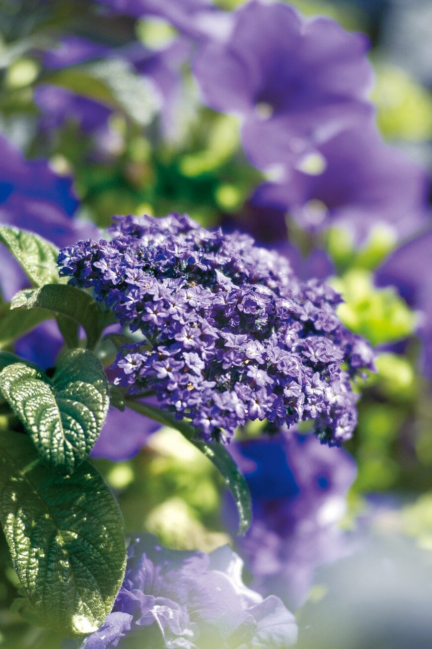 出所：PROVEN WINNERS（R）公式　ヘリオトロープ ブライドブルー