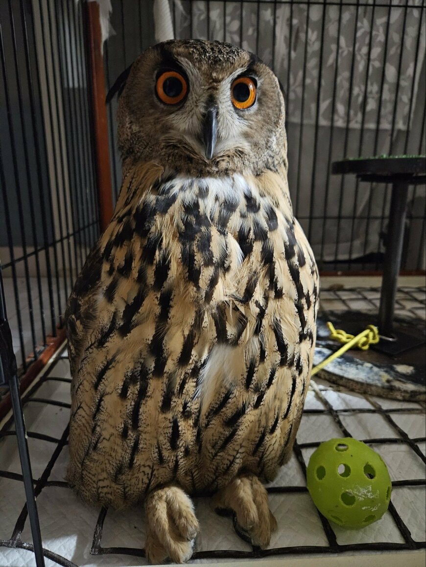 出所：@nm98858712