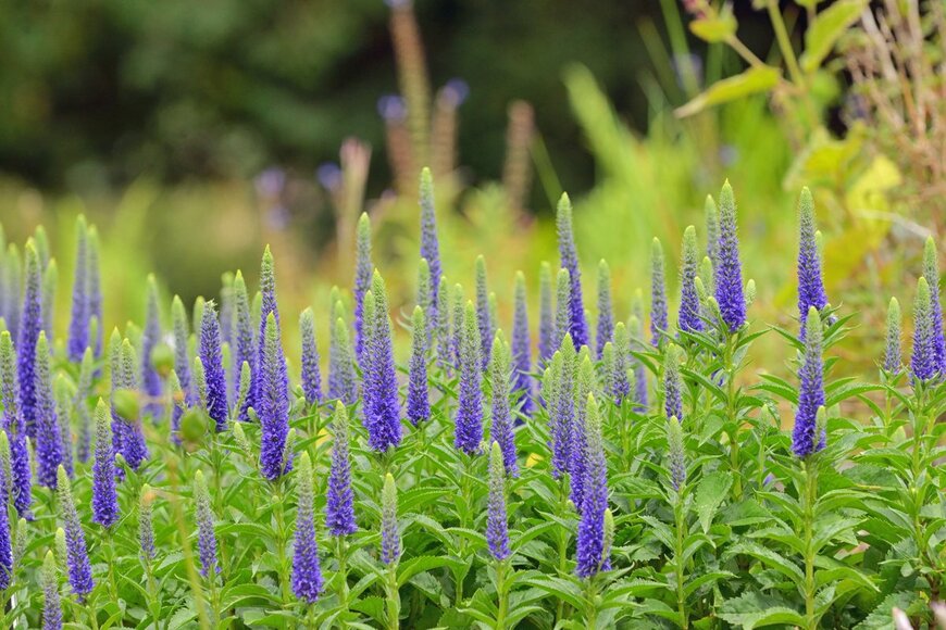 mady70/Shutterestock.com