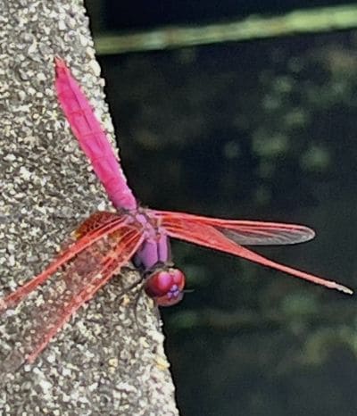 出所：＠pingu3186