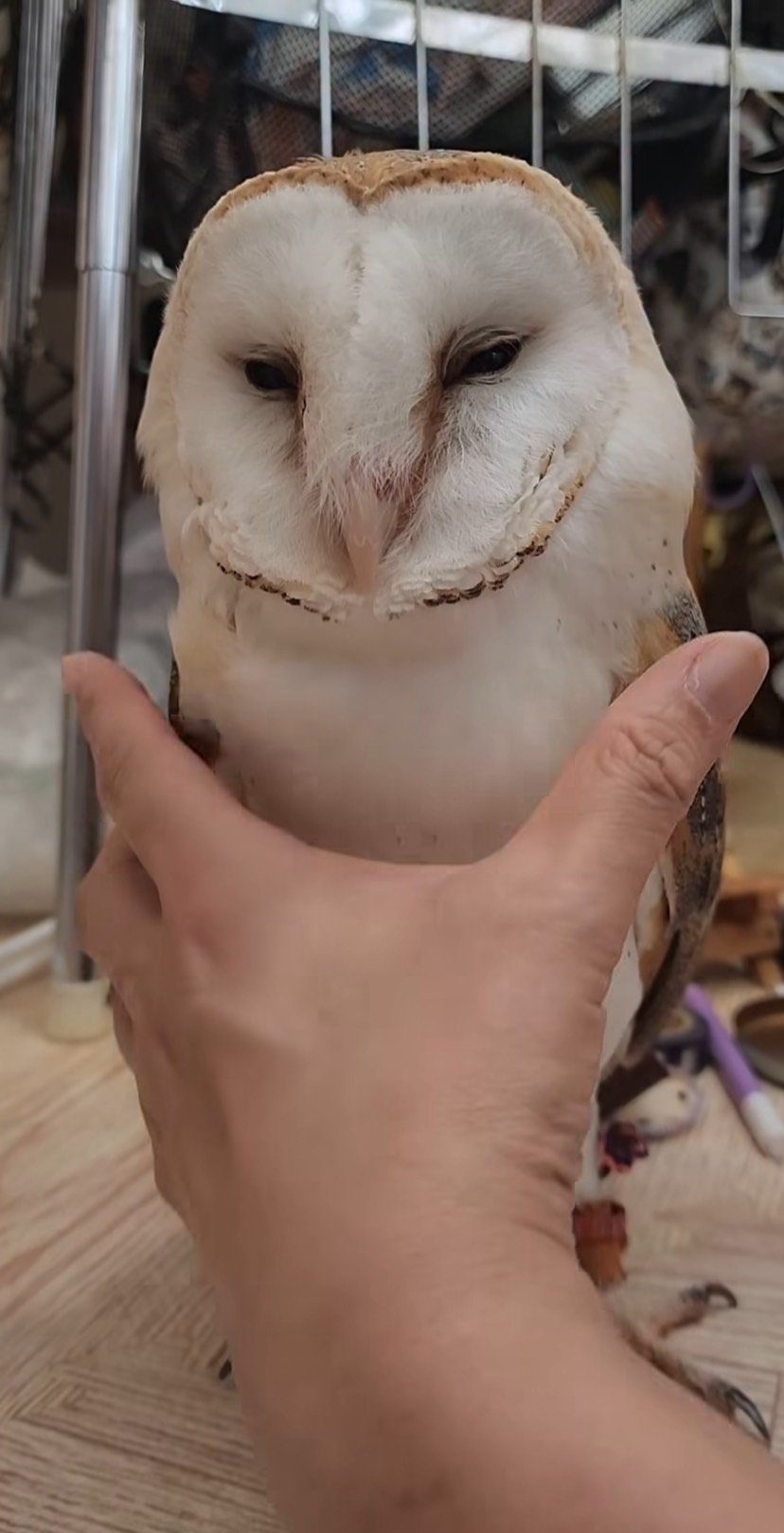 出所：@miki4wan108