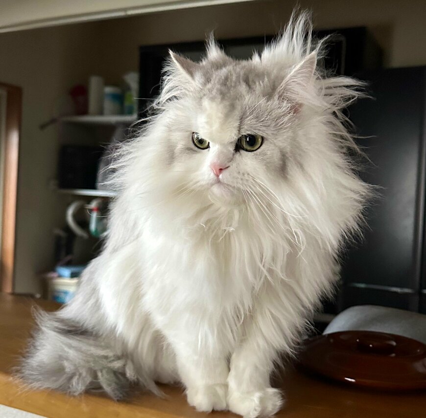 出所：@NEKOLAND13