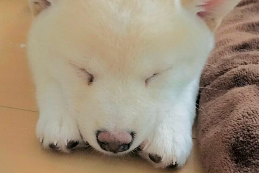 すやすや眠る赤ちゃん犬→大きくなった3年後の「寝姿」に思わず二度見