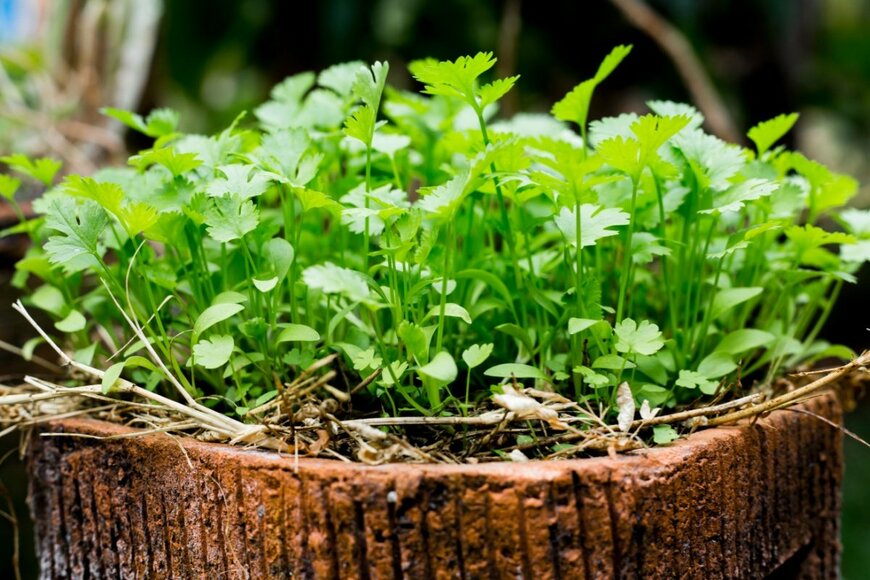 ChaiyaTN/shutterstock.com