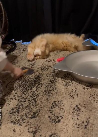 出所：@NEKOLAND13