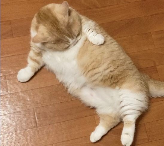 出所：@nekotansoku