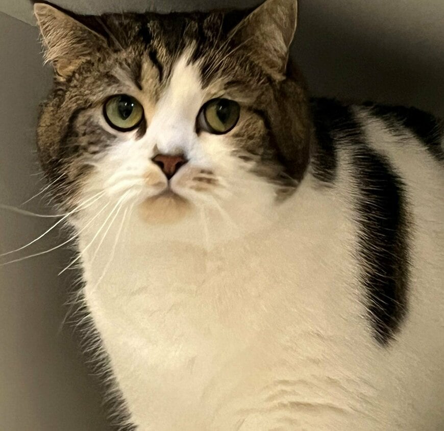 出所：@torotolo106106