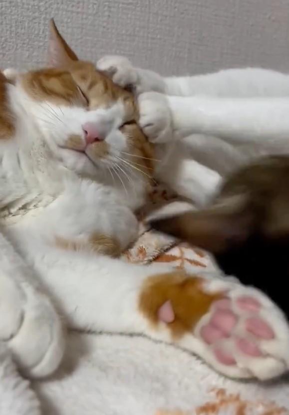 出所：@Neko2Obasan