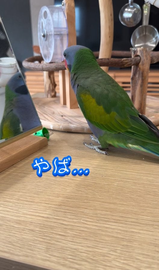 出所：@zundamame_cockatiel