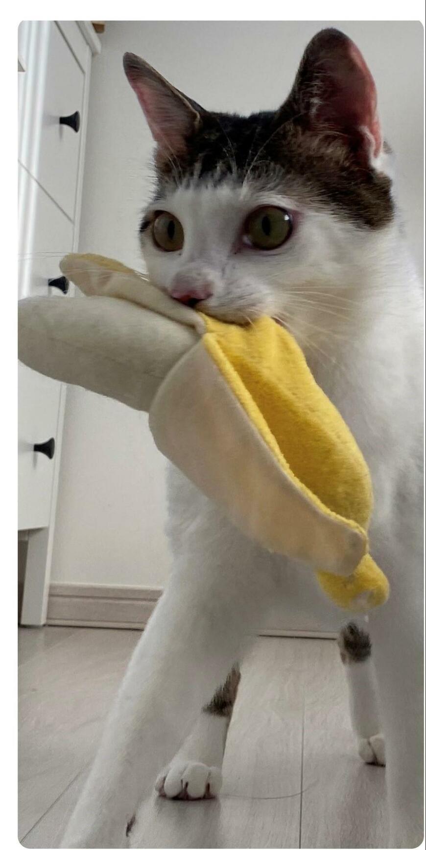 出所：@Saeroyi_cat