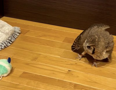 【モップ付きスリッパとフクロウ】モップ付きスリッパと対峙して警戒心MAXで引き腰！？のフクロウがかわいい！抜き足、差し足、忍び足で近づいて...