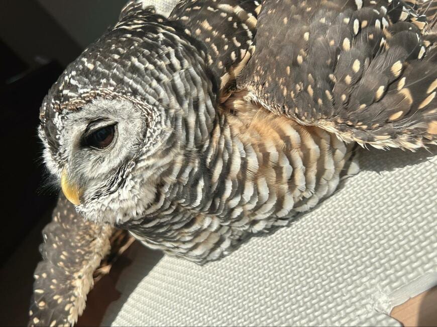 出所：@kanata_akas