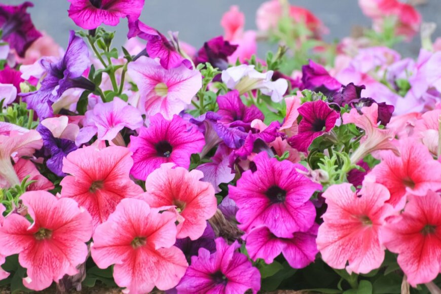 Atitaph_StockPHoTo/shutterstock.com