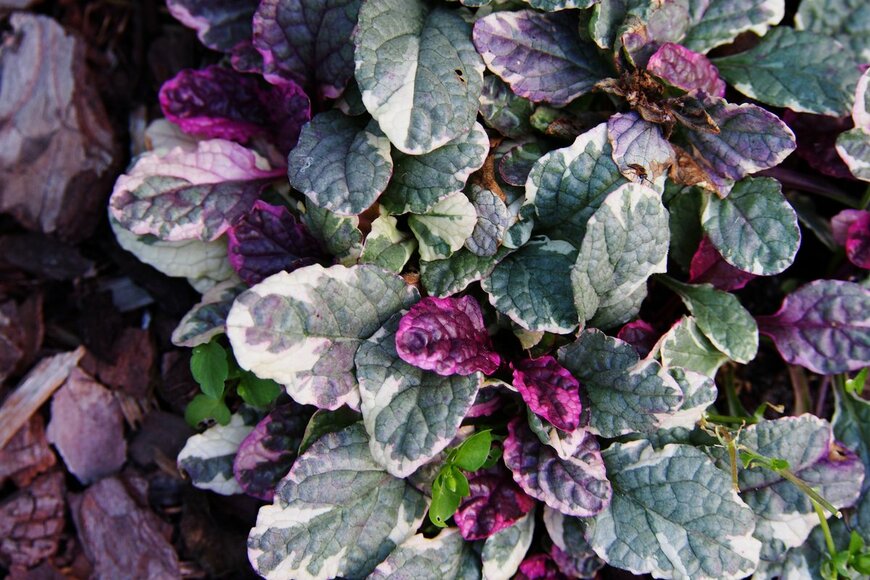 Anna Gratys/Shutterstock.com