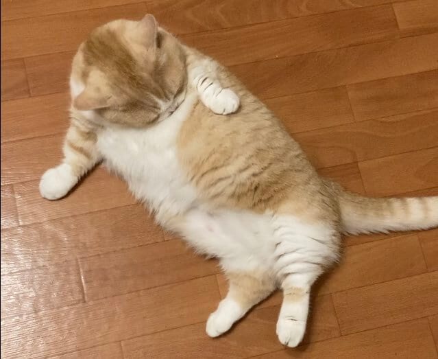 出所：@nekotansoku