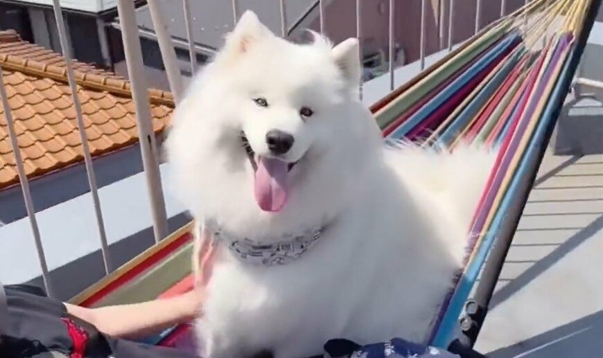 出所：@samoedsoran