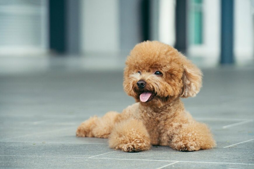 トイ・プードルは日本で最も飼育されている犬種。ではチワワや柴犬、ミニチュア・ダックスフンドは何位か