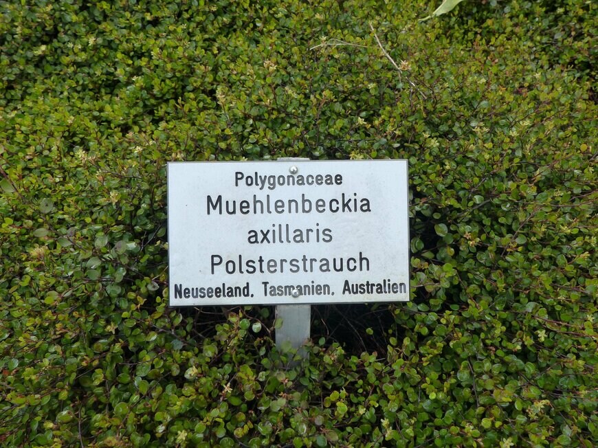 地面いっぱいにひろがったワイヤープランツ