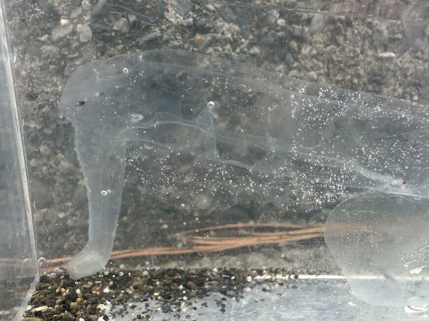 かわいいゾウクラゲ