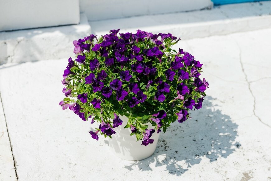 PROVEN WINNERS(R) スーパーチュニア(R)