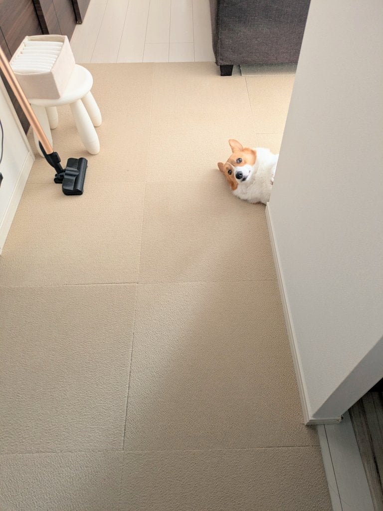 ゴミ出しに行くときの犬