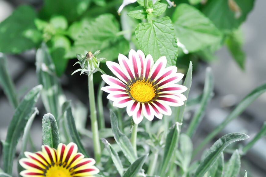白い花びらの中心に赤い線が入ったガザニアの花。葉色はシルバー
