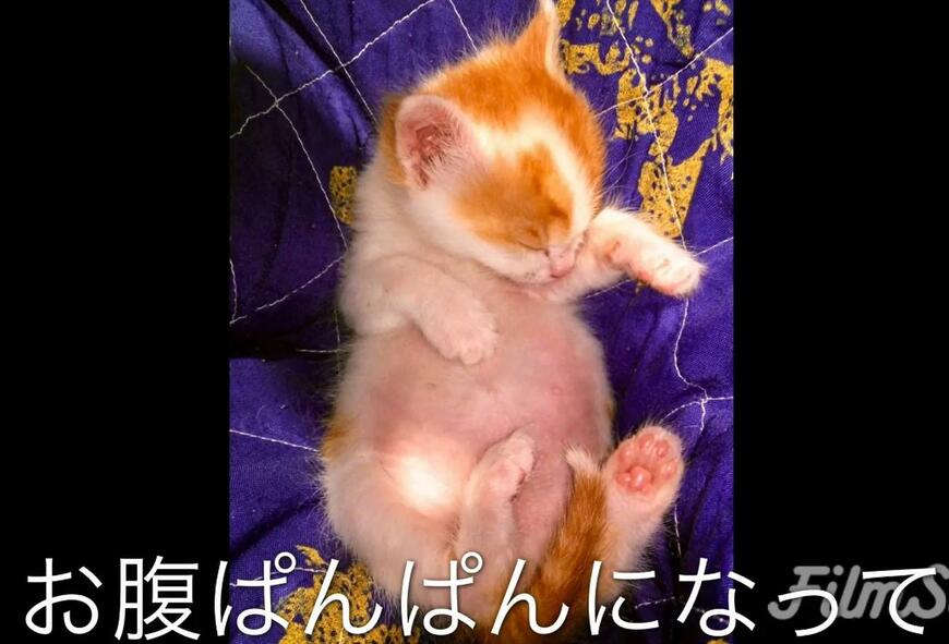 お腹パンパンの子猫