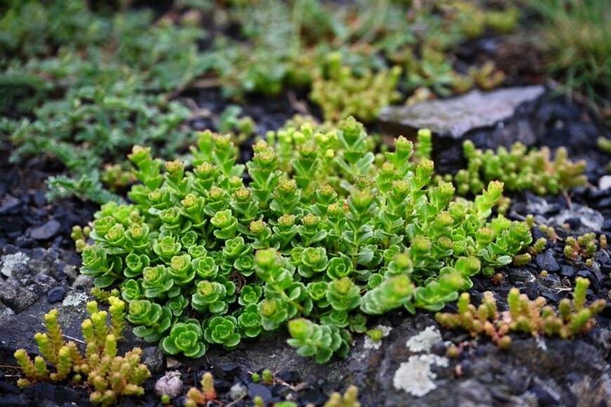 緑色の小さな葉を広げているセダム