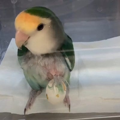 お腹に卵がぶら下がった状態のコザクラインコ