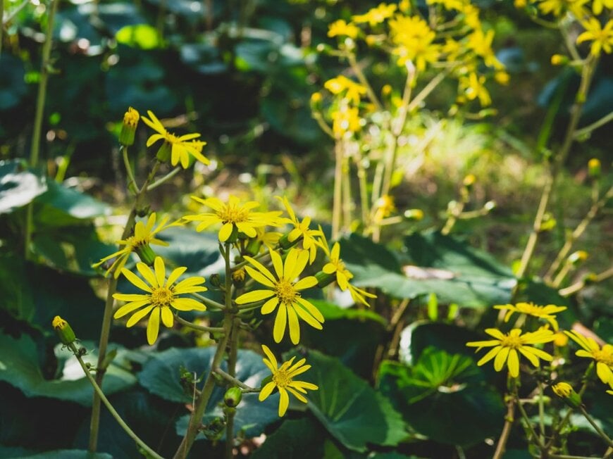 黄色い花を咲かせている、ツワブキ