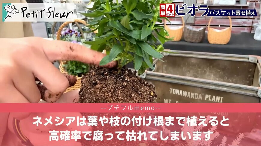 プチフルール 園芸Ch(@petit_fleur)さん投稿動画のキャプチャ