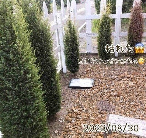 コニファーの生垣、枯れてしまったコニファーもある