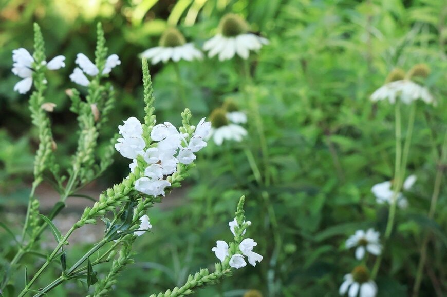 白い花を咲かせている、ハナトラノオ