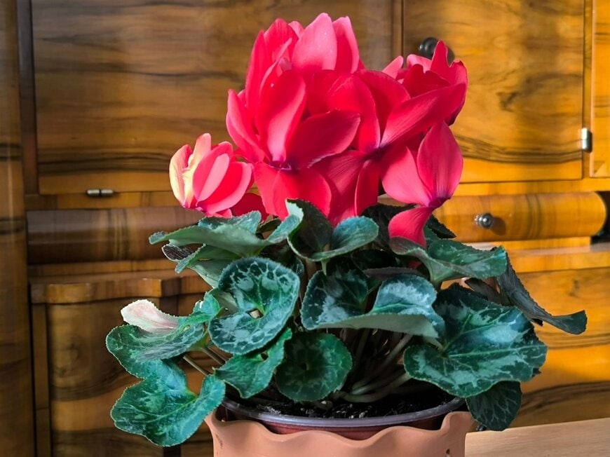 赤い花を咲かせている、シクラメン