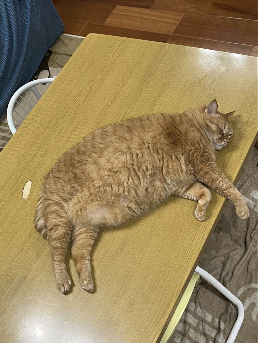 すやすや眠る猫