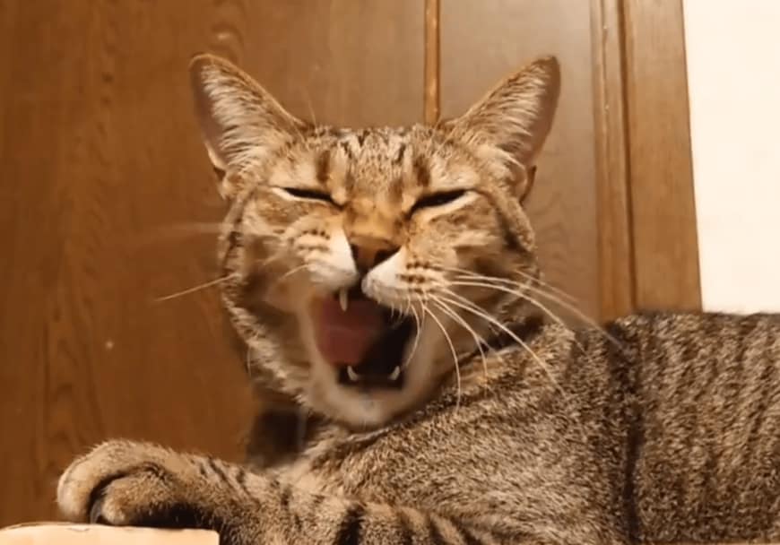 同居猫のもなちゃん