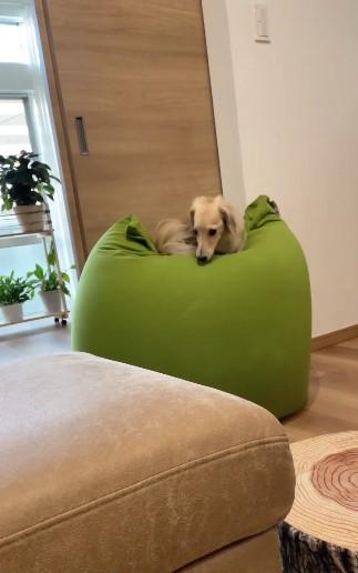 ヨギボーにのる犬